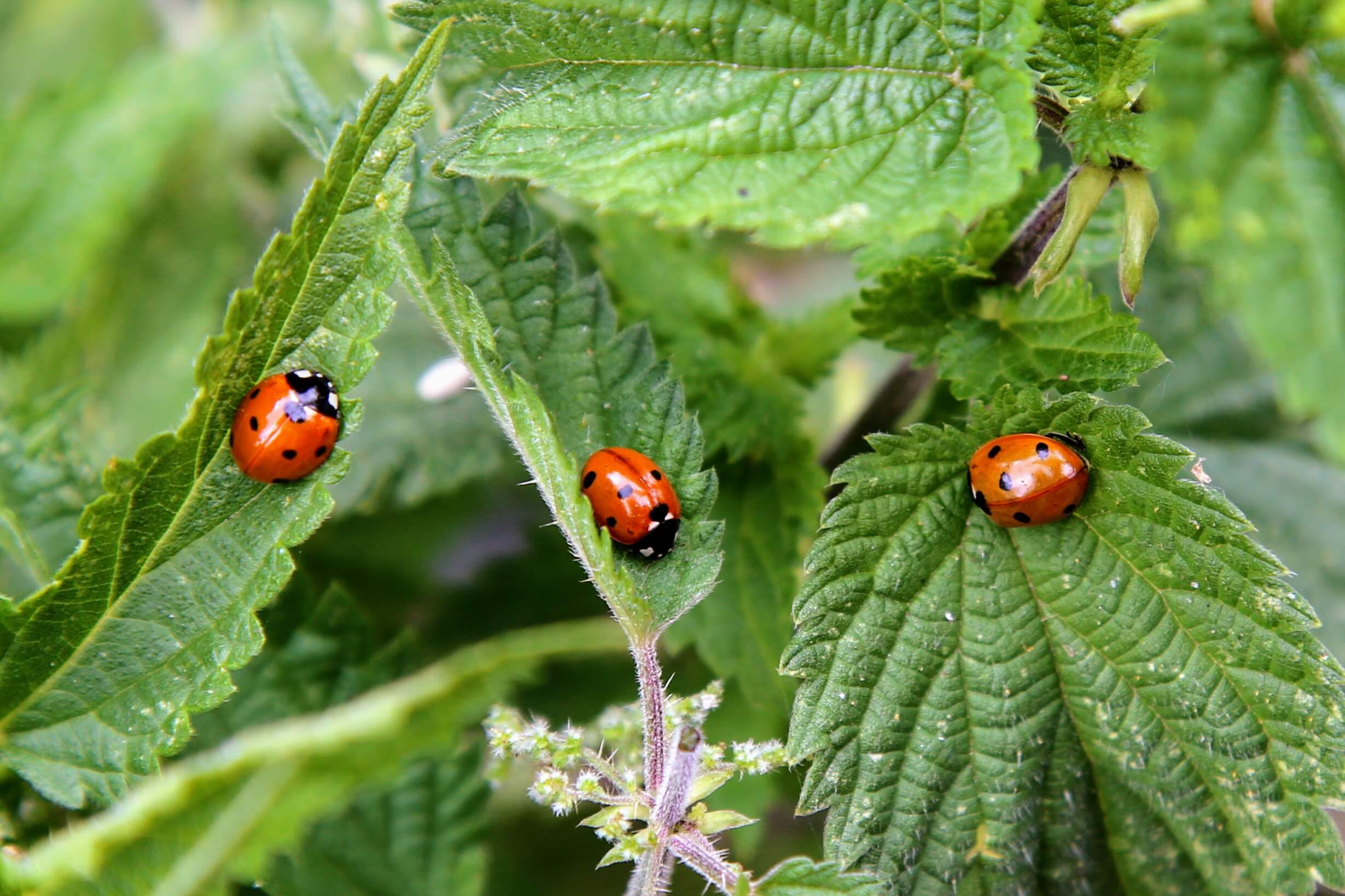 three seven spot ladybirds real life maths