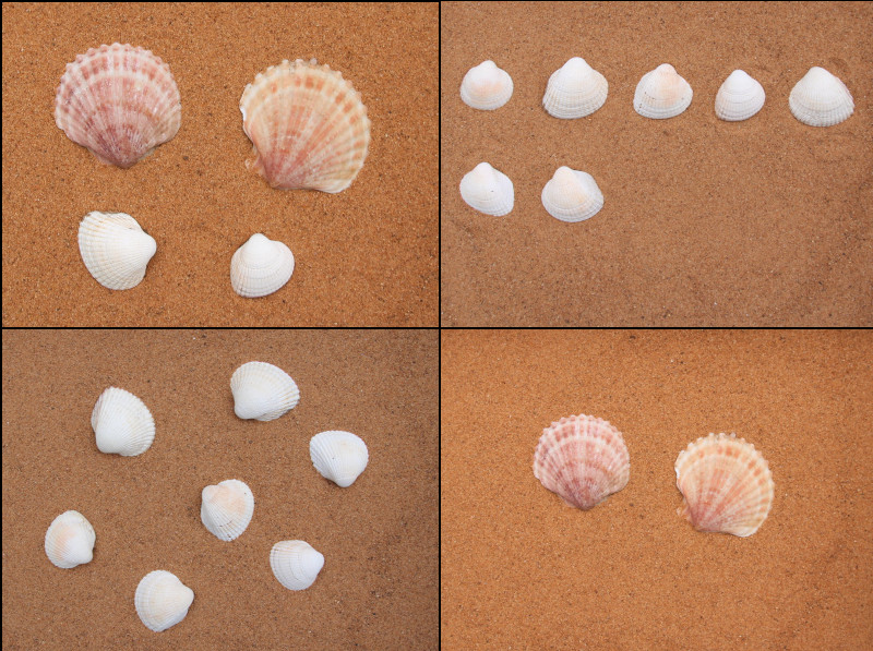 4 different photos of shells to demonstrate that sometimes it is easier to glance at groups of objects and know how many
