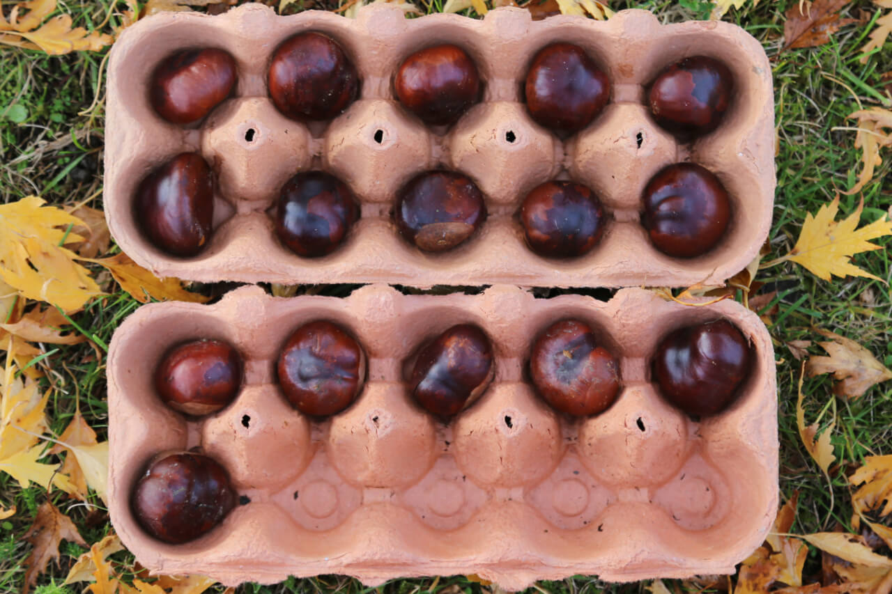 sixteen conkers in ten framepaeTenFrame