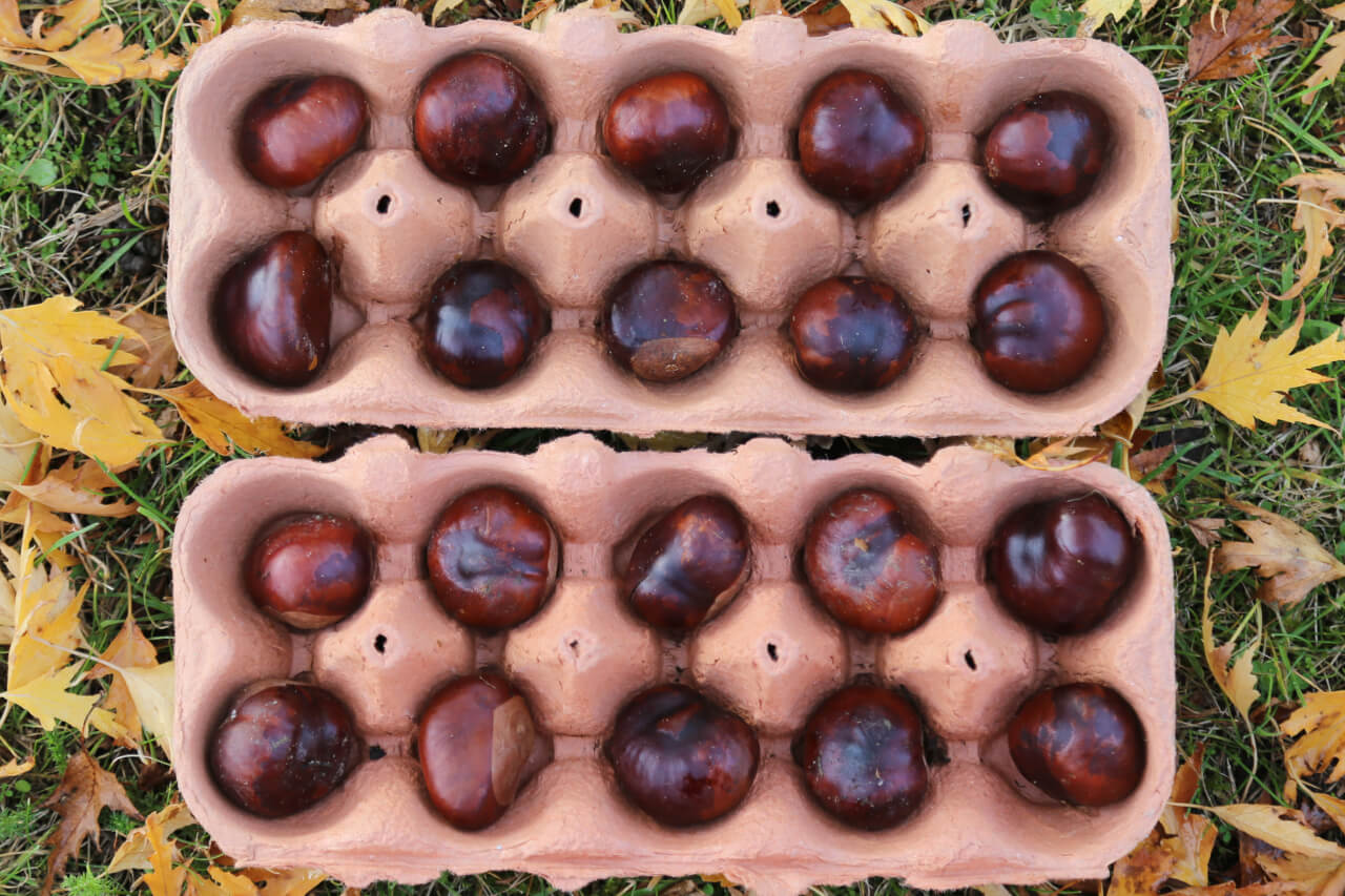 twenty conkers in ten framepaeTenFrame