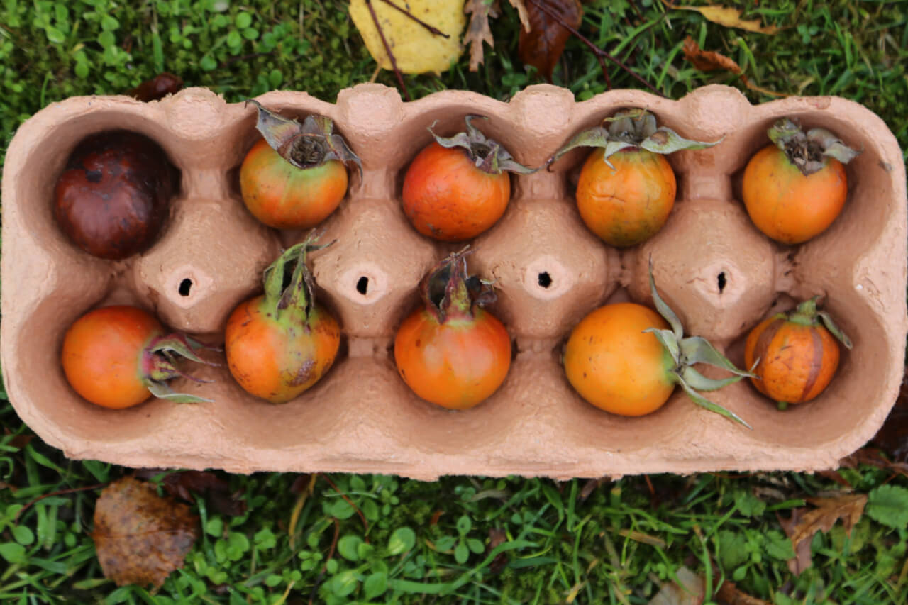 one conker add 9 rose hip in ten frame